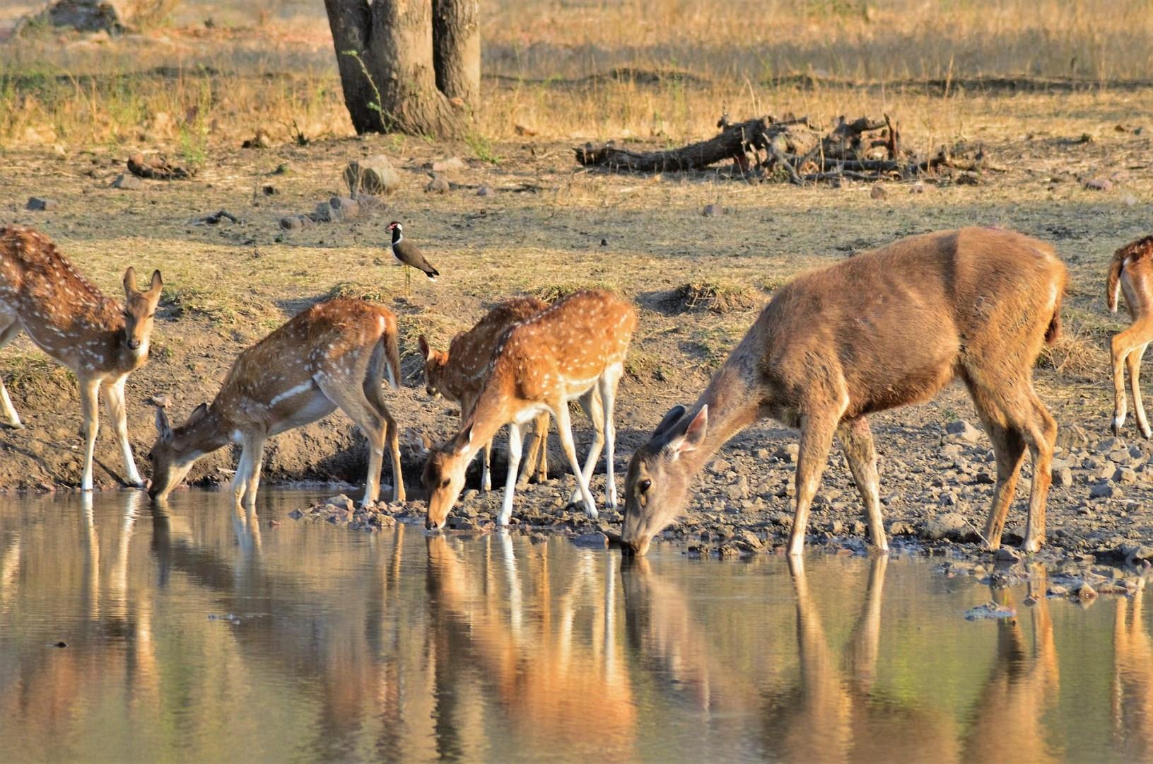 Ranthambore National Park