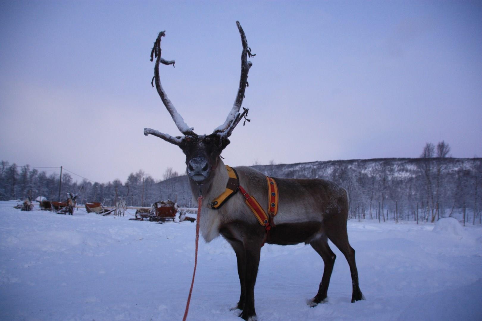 Lapland