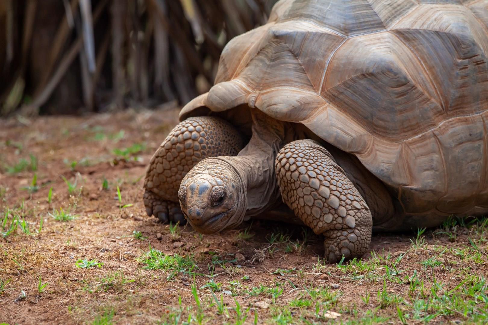 Aldabra