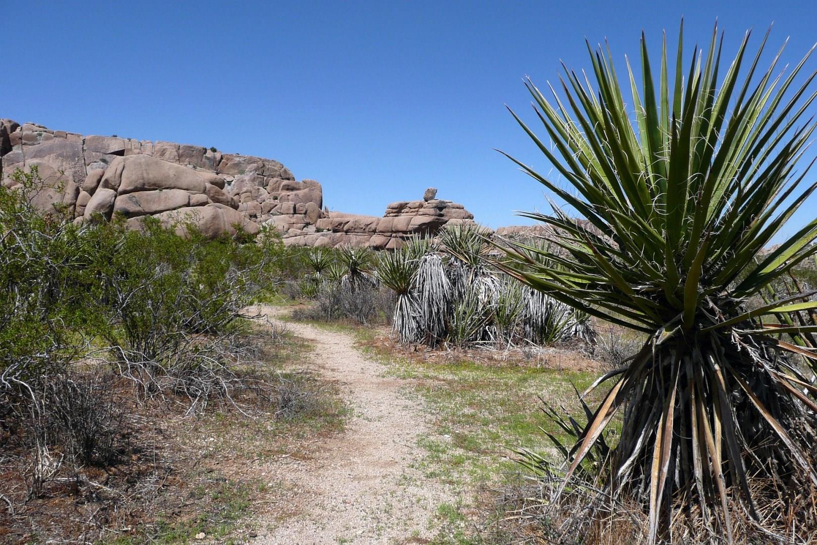 Joshua Tree National Park