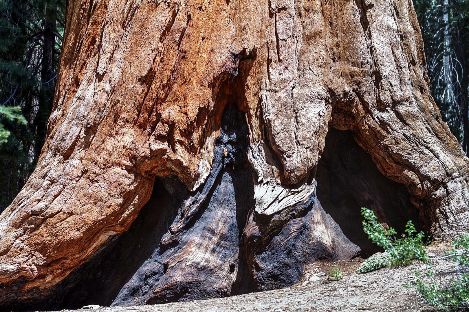 Sequoia National Park