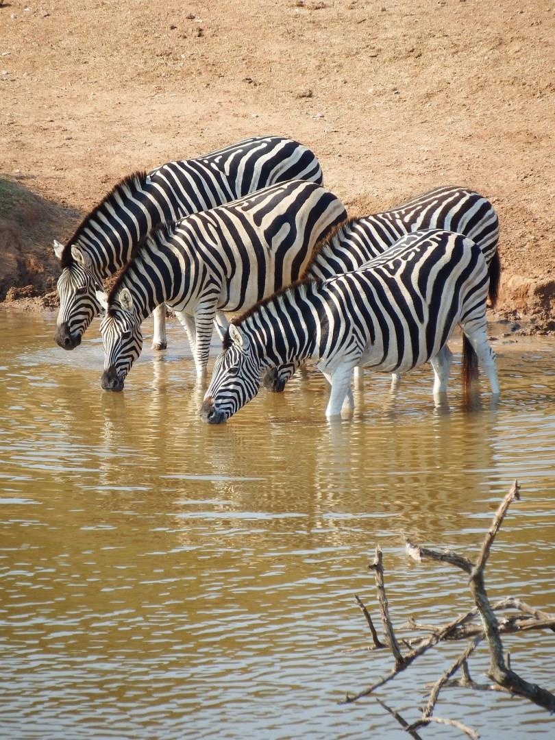 Addo Elephant National Park