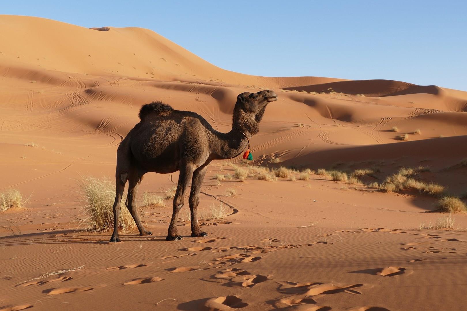 Merzouga