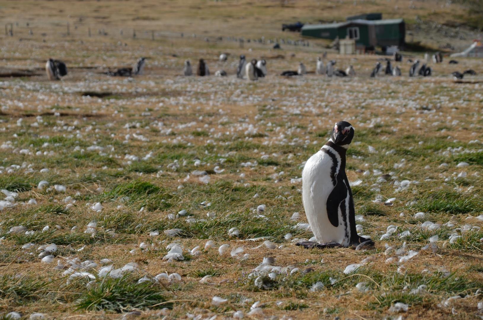 Punta Arenas