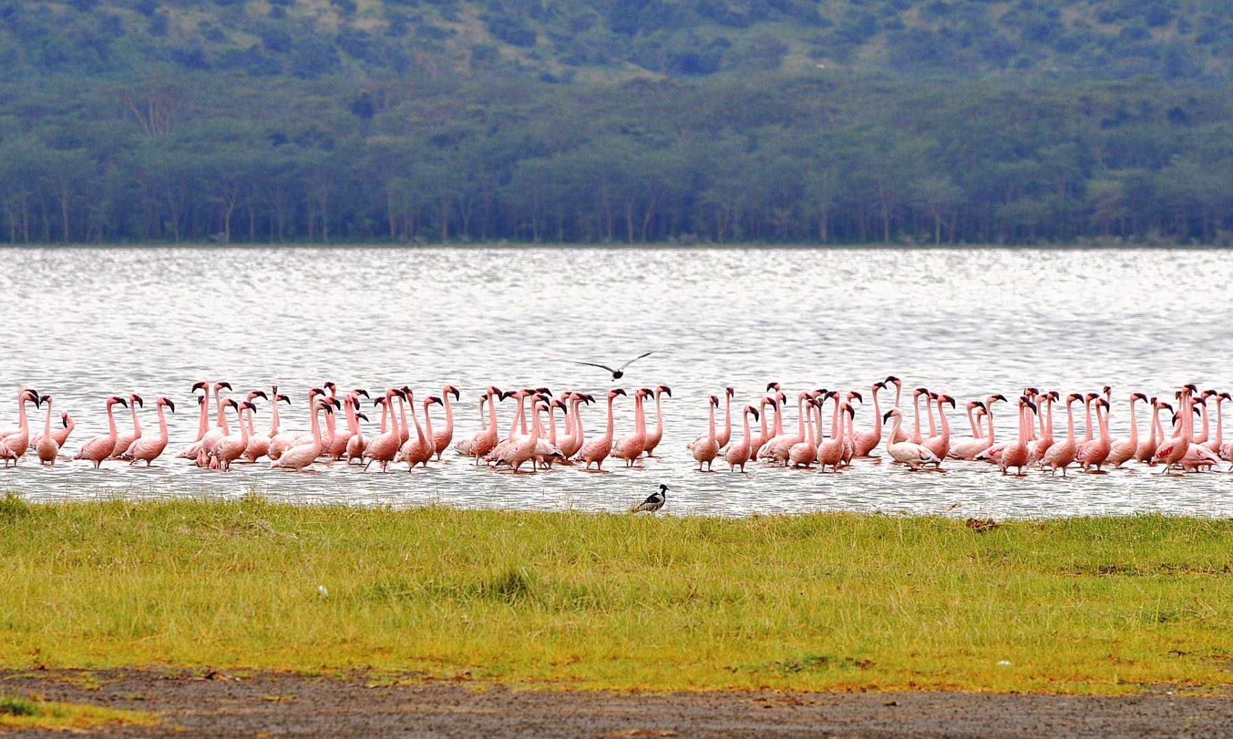 Nakuru