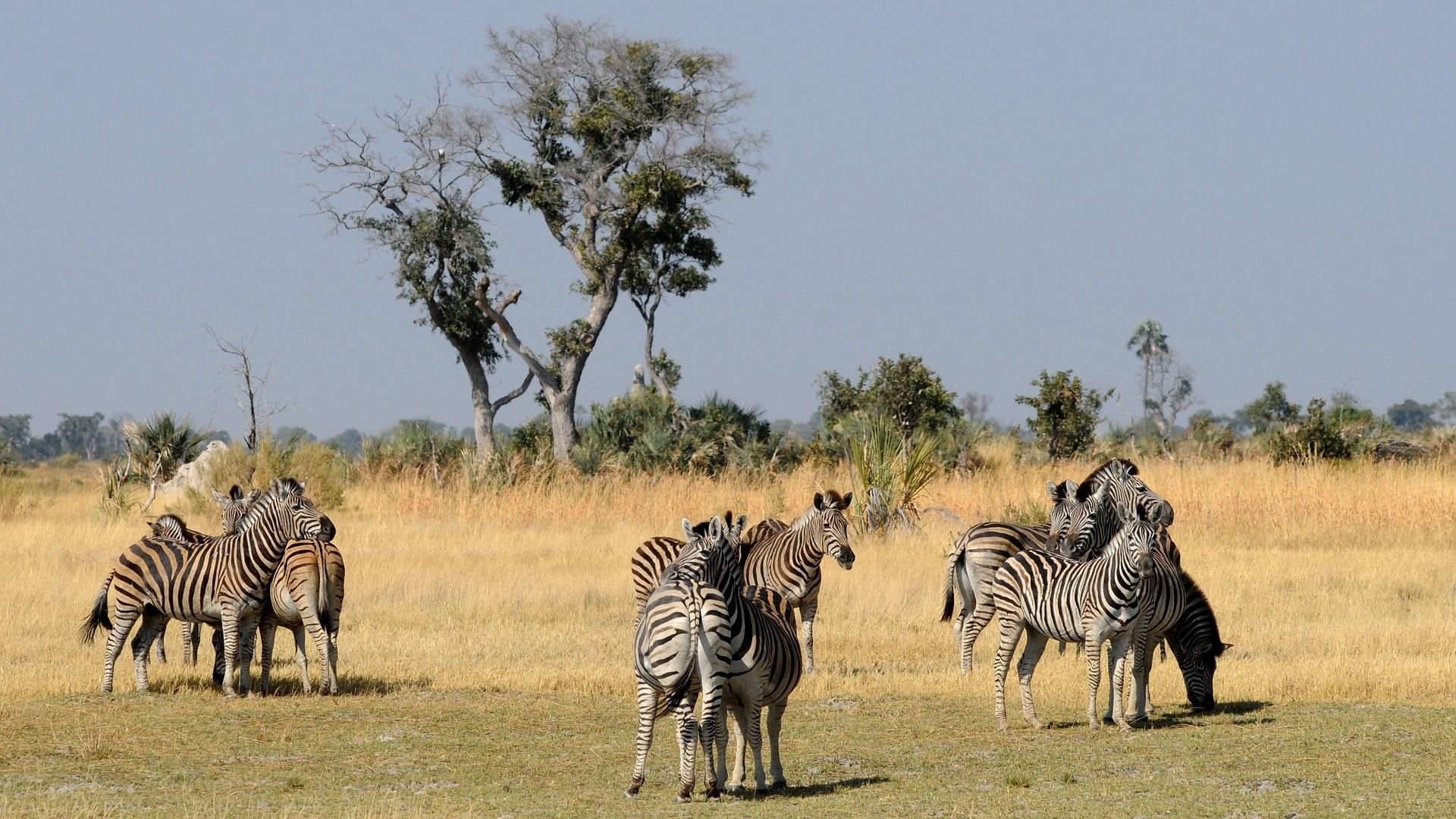 Okavango Delta