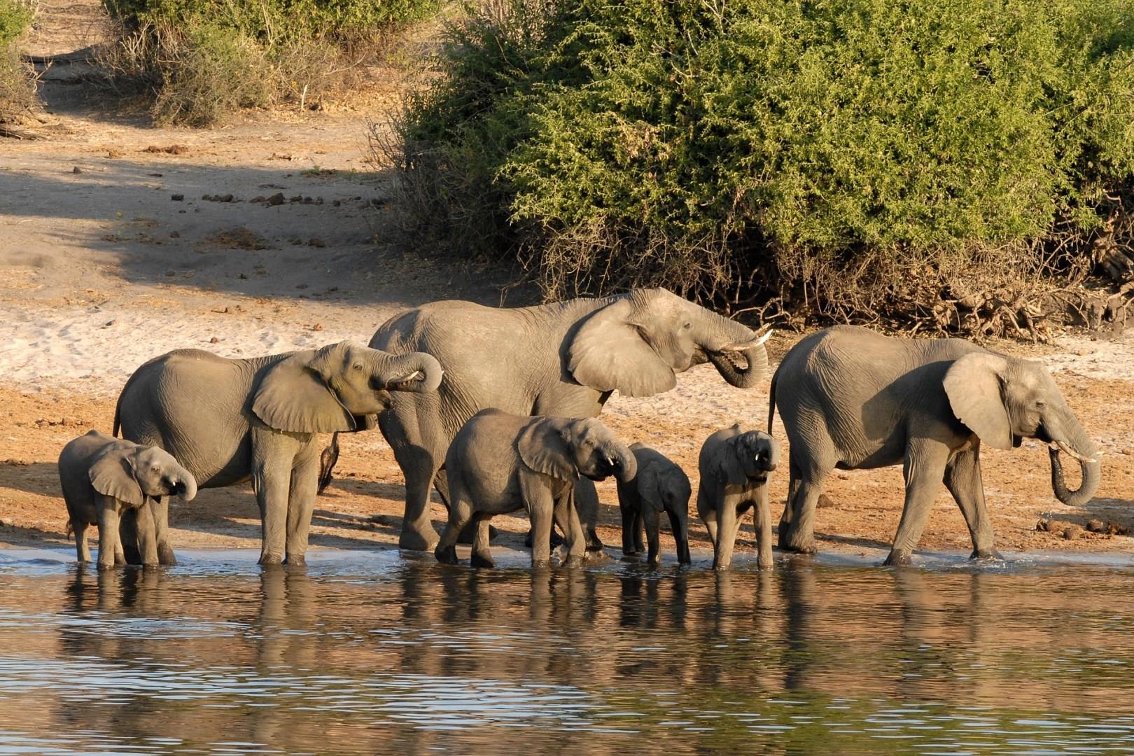 Chobe National Park