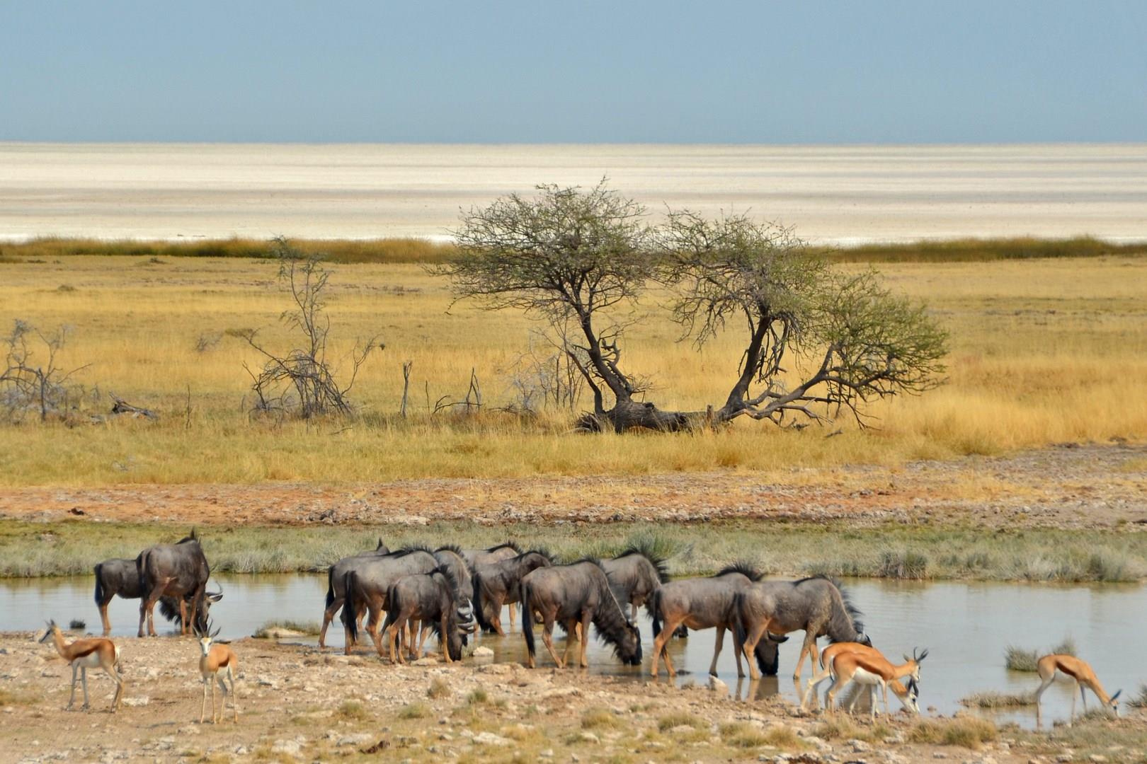 Etosha National Park