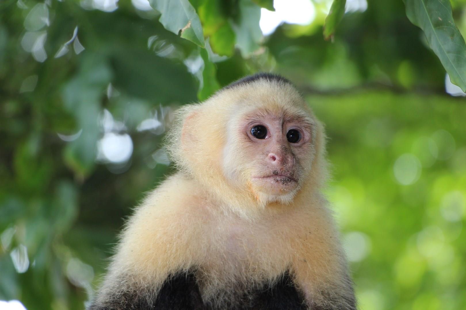 Manuel Antonio National Park