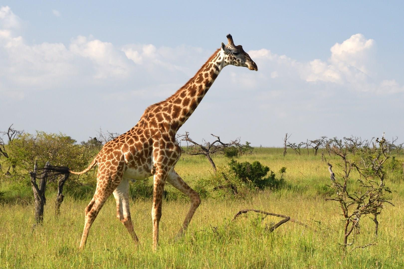 Masai Mara National Reserve