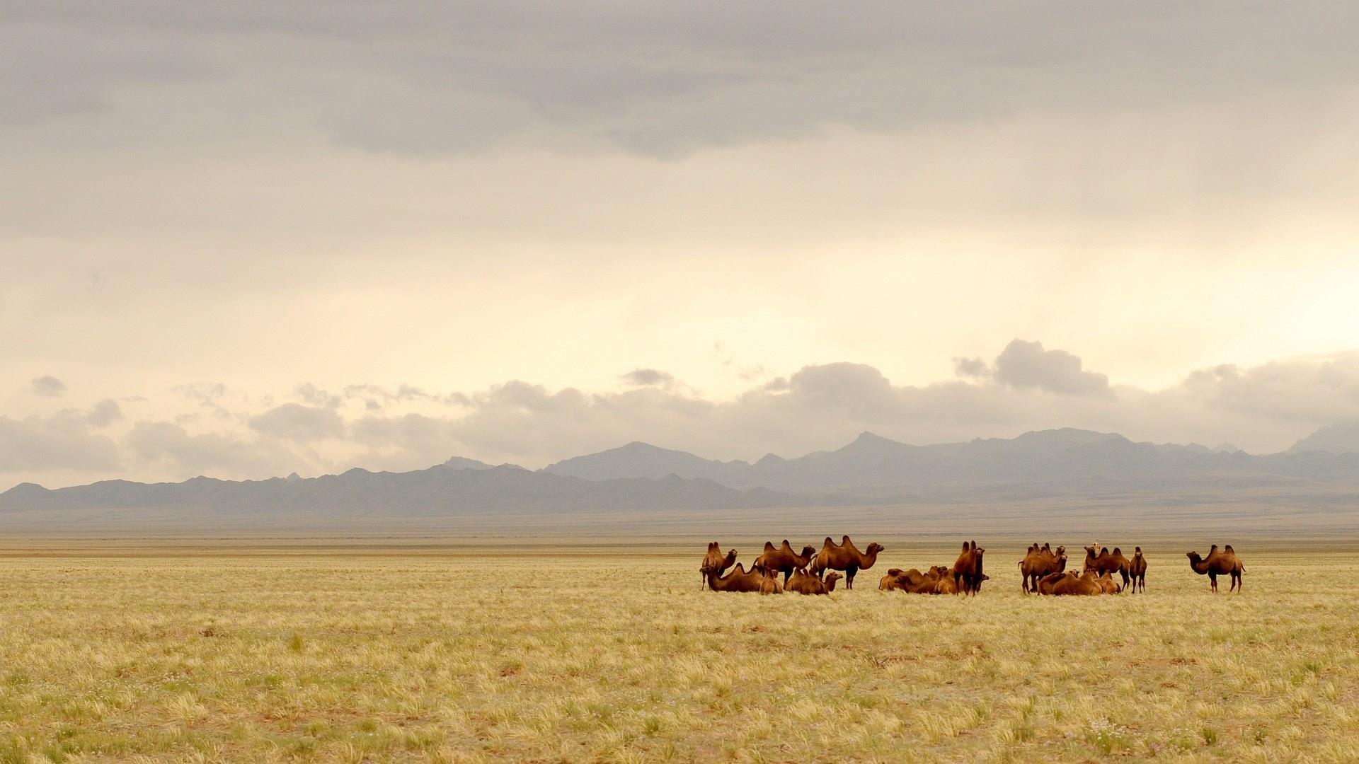 Gobi Desert