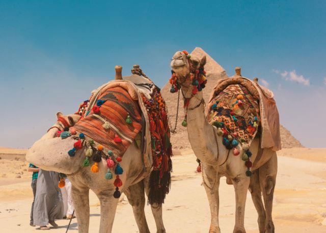 Camels in Cairo, Egypt - Photo Credit: Omar Elsharawy