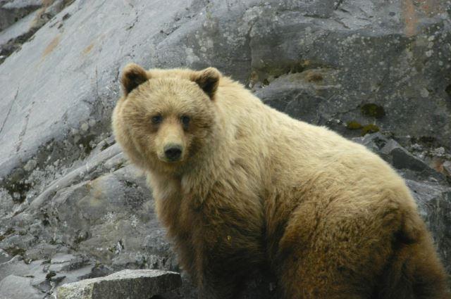 Brown bear in Glacier Bay National Park - Photo Credit: David Mark