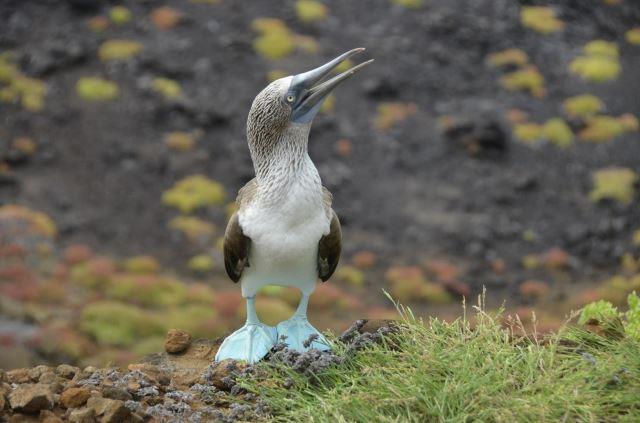 Galapagos Islands, Ecuador - Photo Credit: Marjolein van Zonneveld