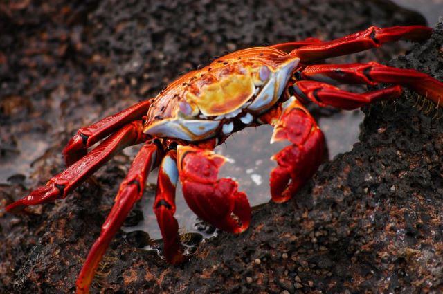 Galapagos Islands, Ecuador - Photo Credit: User 4606510 via Pixabay