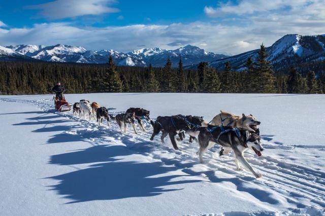 Dog sledding in Denali National Park - Photo Credit: skeeze via Pixabay