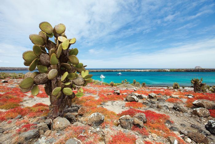 Galapagos Special Voyage: Roundtrip from San Cristobal