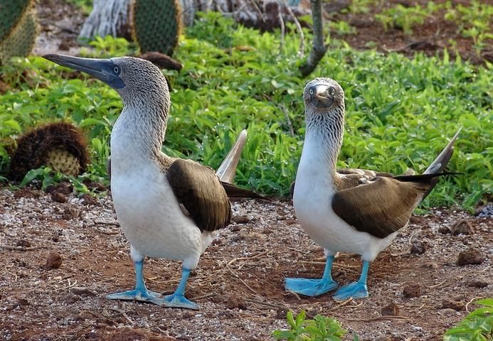 Galapagos Special Voyage: Expedition Cruise roundtrip from San Cristobal